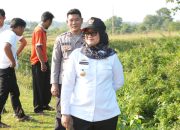 Bupati Ela Turun Tangan, Konflik Gajah dan Warga Lamtim Segera Berakhir
