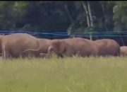 Kades Braja Asri Meninggal Dunia Saat Upaya Pengamanan Lahan dari Gangguan Gajah Liar