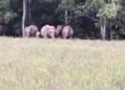 Konflik Gajah–Manusia di Way Kambas Tak Kunjung Usai, Solusi Permanen Dipertanyakan