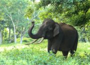 Gajah Bukan Hiburan: Larangan Nasional Wisata Tunggang Gajah Mulai Diberlakukan