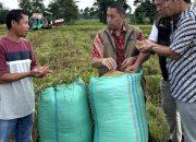 Lampung Jadi Andalan! Kontribusi 400 Ribu Ton Dorong Serapan BULOG Capai 3 Juta Ton Rekor Baru BULOG: 3 Juta Ton
