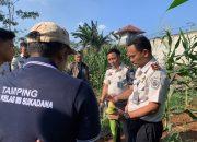 Jelang Panen Raya, Jagung Rutan Sukadana Tumbuh Subur di Tengah Kemarau