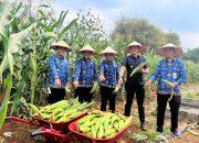 Panen 300 Kg Jagung Manis, Rutan Sukadana Buktikan Warga Binaan Bisa Mandiri